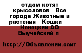 отдам котят крысоловов - Все города Животные и растения » Кошки   . Ненецкий АО,Выучейский п.